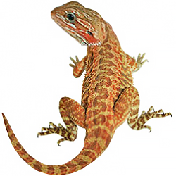 Long S Bearded Dragon